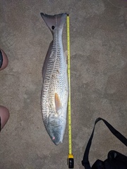 Sciaenops ocellatus
