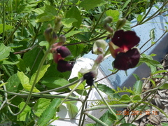 Macroptilium atropurpureum