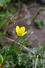 Saxifraga hirculus