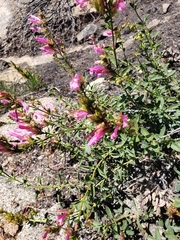 Penstemon newberryi