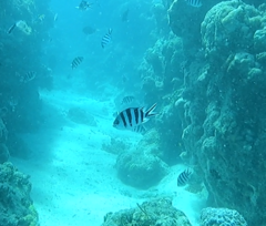 Abudefduf sexfasciatus