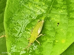 Tagasta marginella