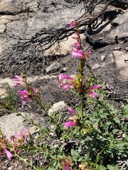 Penstemon newberryi