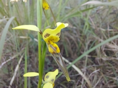 Diuris sulphurea