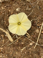 Ipomoea obscura