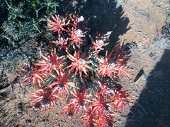 Aloe longistyla