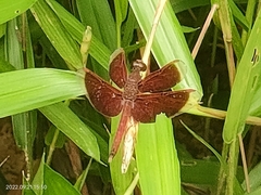 Neurothemis fluctuans