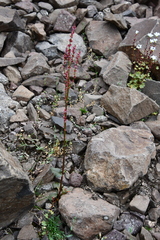 Rumex acetosa pseudoxyria