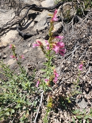 Penstemon newberryi