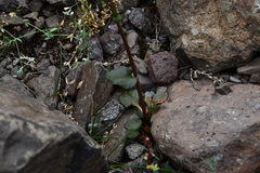 Rumex acetosa pseudoxyria