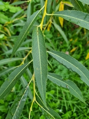 Salix triandra