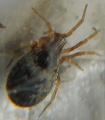 Dictyna uncinata