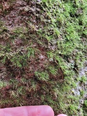 Dicranoloma menziesii