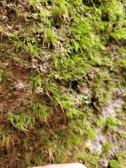 Dicranoloma menziesii