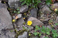 Potentilla × prostrata