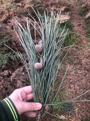 Pinus pinaster