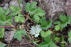 Potentilla × prostrata