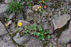 Potentilla × prostrata