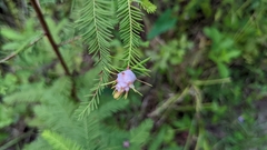 Taxodiomyia cupressiananassa