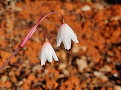 Acis autumnalis