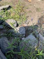 Persicaria bicornis