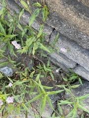 Persicaria bicornis