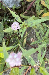Persicaria bicornis