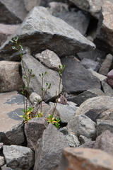 Draba fladnizensis