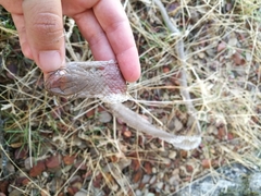 Malpolon monspessulanus