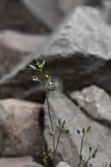 Draba fladnizensis