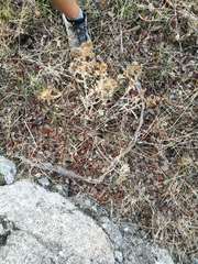 Malpolon monspessulanus