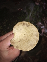 Leccinellum albellum