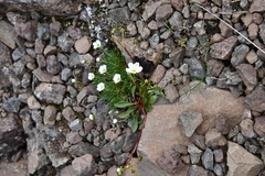 Cherleria arctica