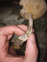 Leccinellum albellum