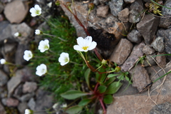 Cherleria arctica