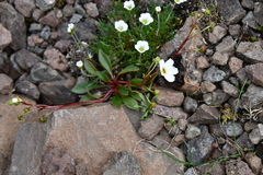 Cherleria arctica