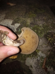 Leccinellum albellum