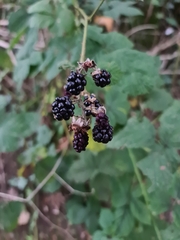 Rubus