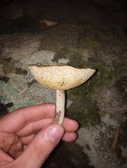 Leccinellum albellum