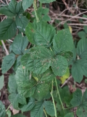 Rubus
