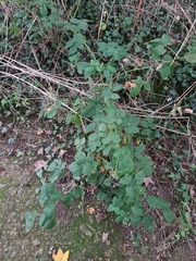 Rubus