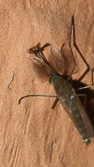 Culicidae