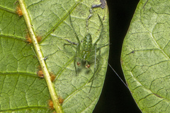 Araneus talipedatus