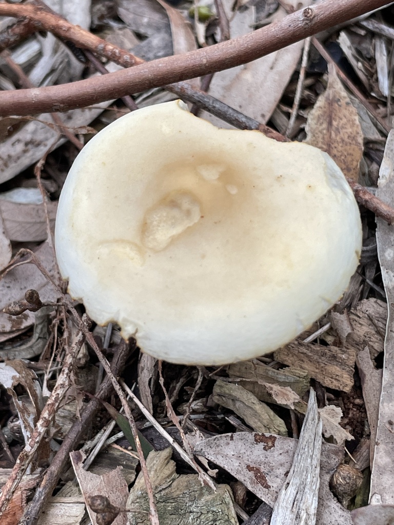 Mulch Fieldcap from Lawson Ave, Frankston South, VIC, AU on September