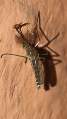 Culicidae