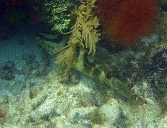 Epinephelus striatus