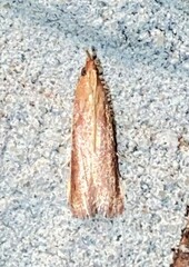Tampa dimediatella