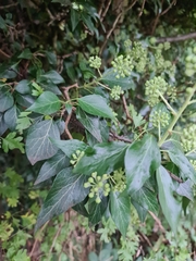 Hedera