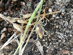 Buthus