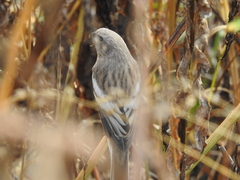 Carpodacus sibiricus